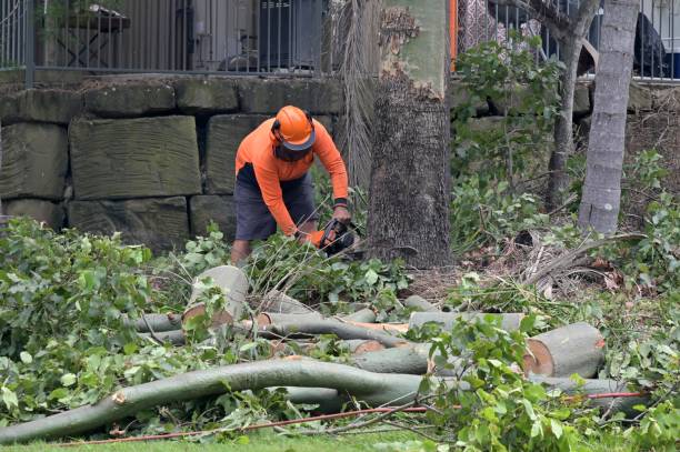 How Our Tree Care Process Works  in  Vernon, WI